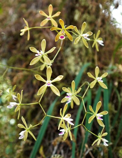 Butterfly Orchid: Photo by Paul Strauss