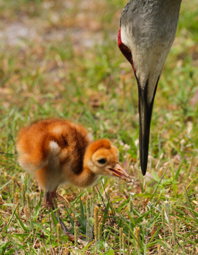 Savannas Preserve Chick: Photo by Paul J. Milette