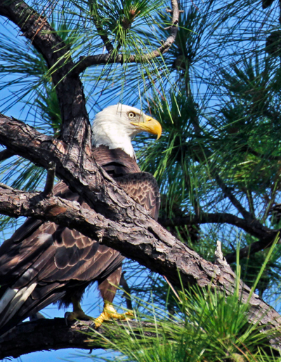 Savannas Preserve Eagle: Photo by Paul J. Milette