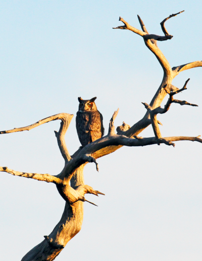 Savannas Preserve Owl Snag: Photo by Paul J. Milette