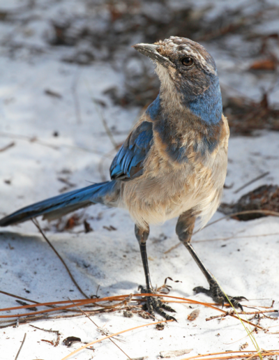 Savannas Preserve Scrub Jay: Photo by Paul J. Milette