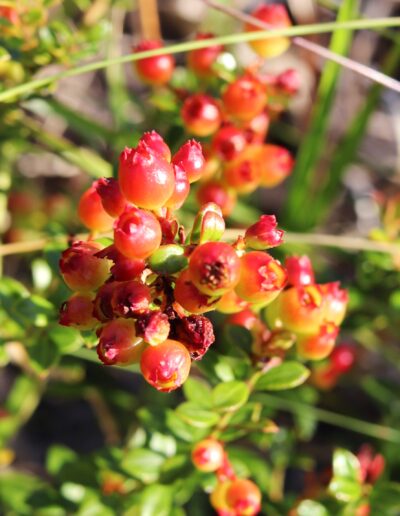 Shiny Blueberry: Photo by Paul Strauss