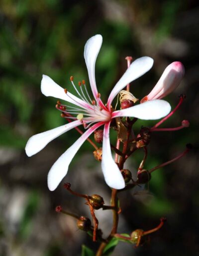 Tar Flower: Photo by Paul Strauss