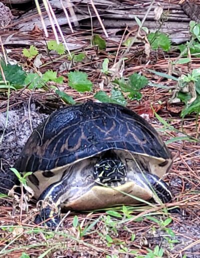 Yellow Bellied Cooter: Photo by Brian and Mary Krolic